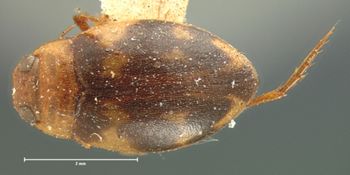 Media type: image;   Entomology 6015 Aspect: habitus dorsal view